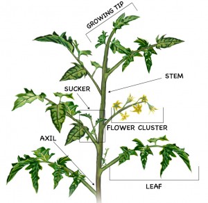 Here’s How To Prune Your Tomatoes For A Bigger Harvest...