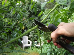 Here’s How To Prune Your Tomatoes For A Bigger Harvest...