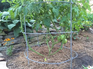 Here’s How To Prune Your Tomatoes For A Bigger Harvest...