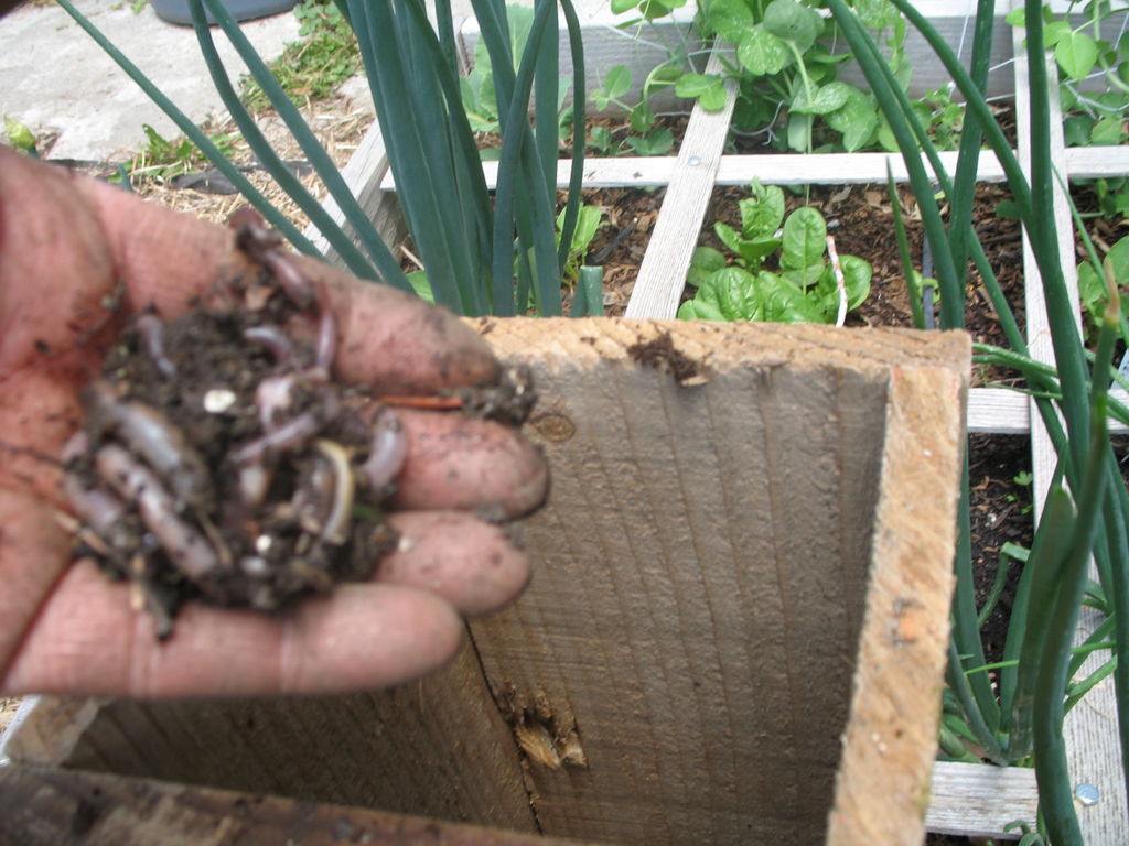 How To Make A Worm Cafe – Compost With Earthworms Right In Your Garden...