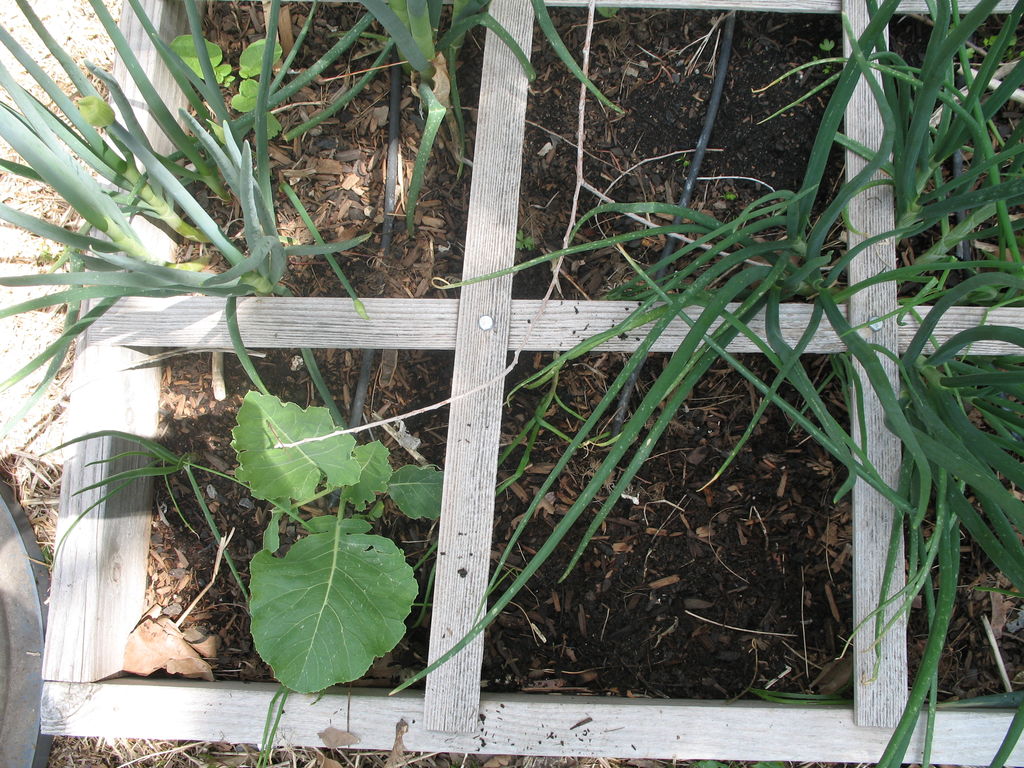 How To Make A Worm Cafe – Compost With Earthworms Right In Your Garden...