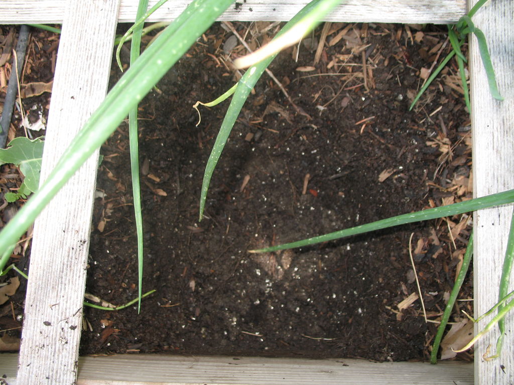 How To Make A Worm Cafe – Compost With Earthworms Right In Your Garden...