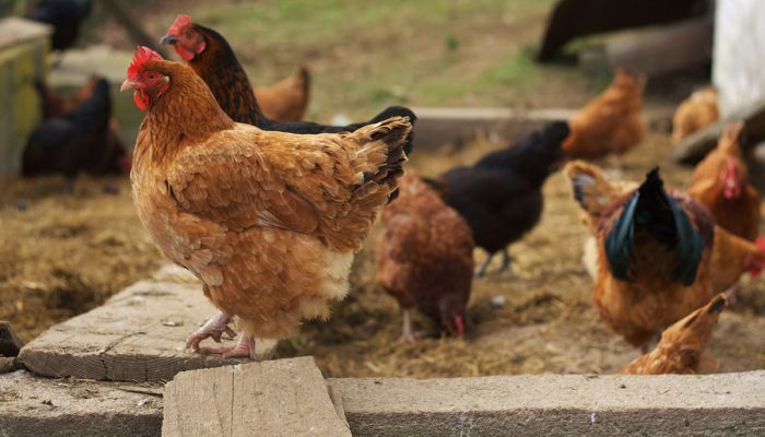 The Easy Way To Grow Your Own Chicken Feed...
