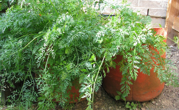 How To Grow Pounds Of Carrots By Planting Them In Grow Bags...