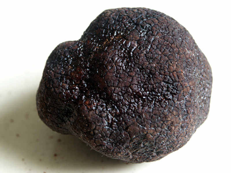 Growing Truffles Worth $800 Per Pound...