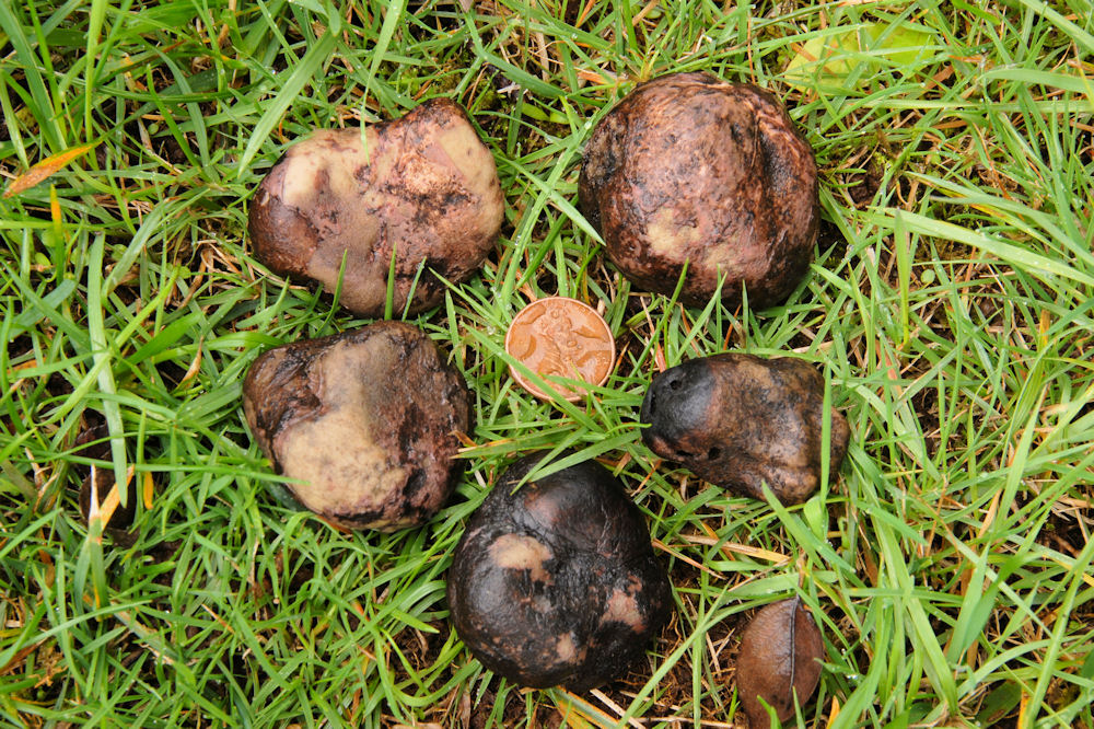 Growing Truffles Worth $800 Per Pound...