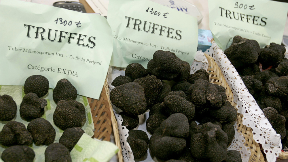 Growing Truffles Worth $800 Per Pound...