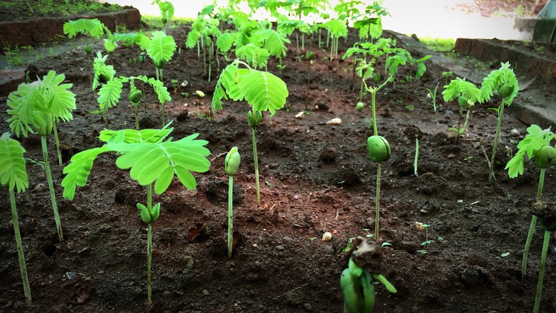 How To Grow A Forest In Your Backyard...