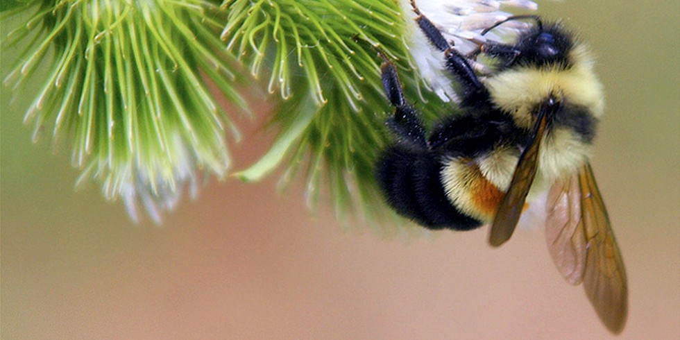 This Bumble Bee Is About To Go Extinct As All The Worlds Bees Are In Serious Decline...