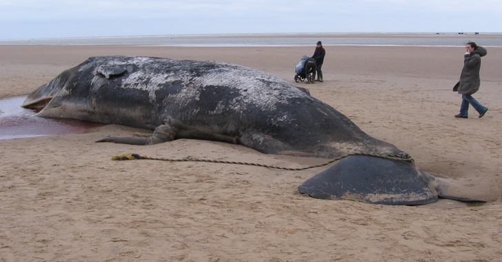 Whales Found Washed Up On Shore Died With Stomachs Full Of Plastic & Car Parts...