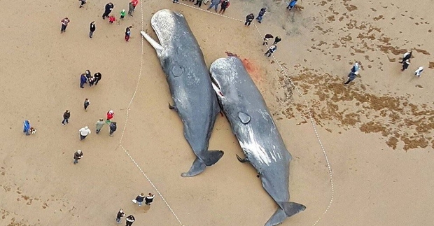 Whales Found Washed Up On Shore Died With Stomachs Full Of Plastic & Car Parts...