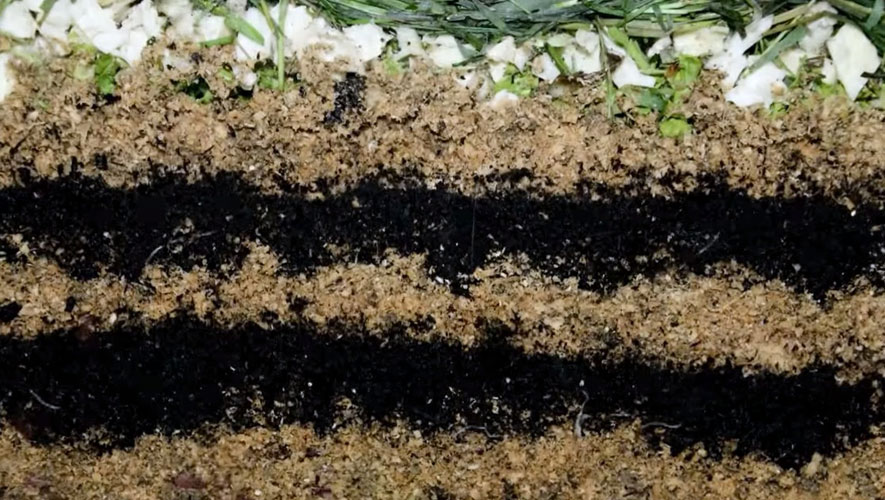 Worms At Work – Watch A 20 Day Time Lapse Of Vermicomposting In Action...