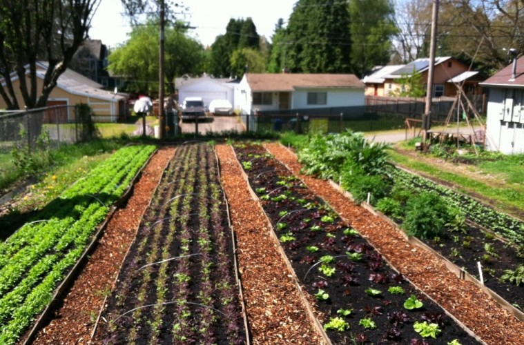 8 Great Reasons To Become A Yard Farmer...