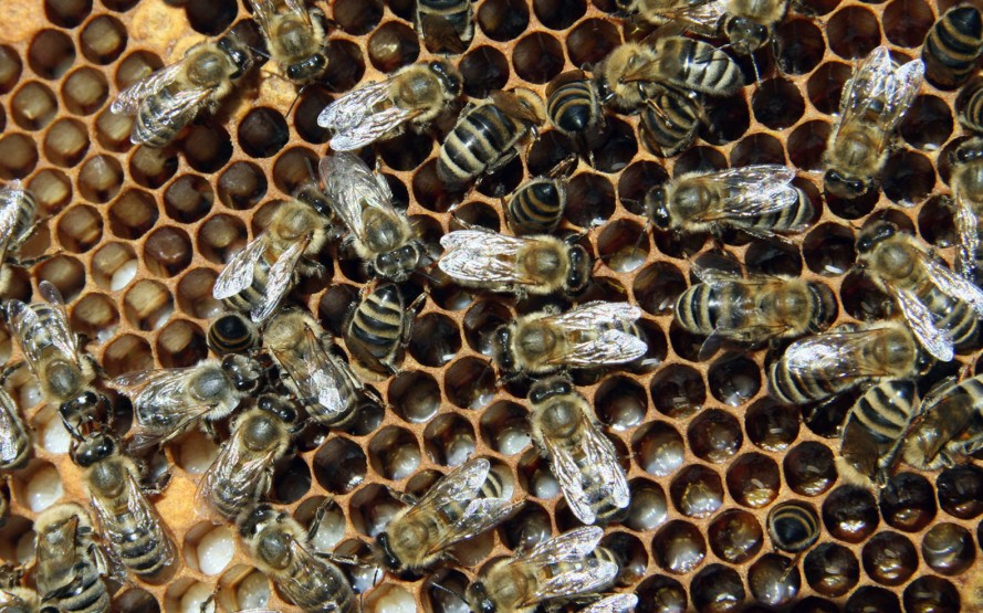 First Long-Term Study Confirms World's Most Popular Pesticides Are Wiping Bees Off The Planet...