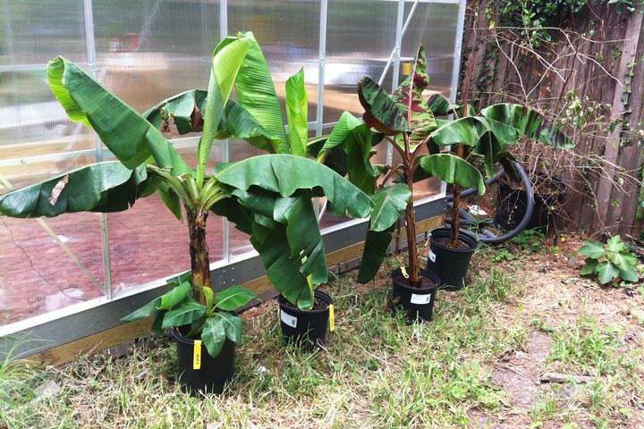 How To Grow Banana Trees In Pots...