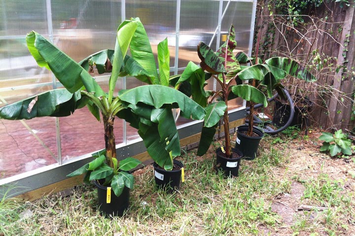 How To Grow Banana Trees In Pots...