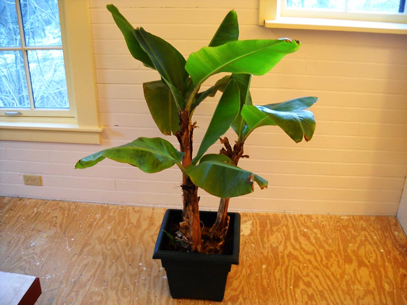 How To Grow Banana Trees In Pots...