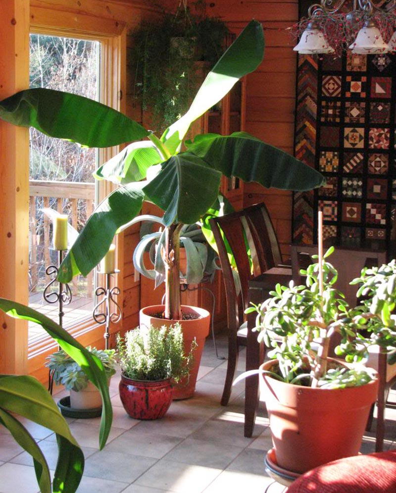 How To Grow Banana Trees In Pots...