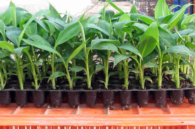 How To Grow Banana Trees In Pots...