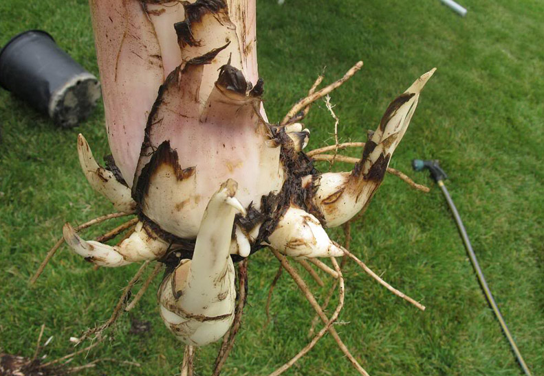 How To Grow Banana Trees In Pots...