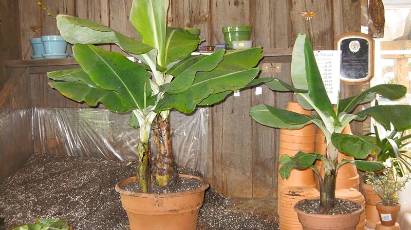 How To Grow Banana Trees In Pots...