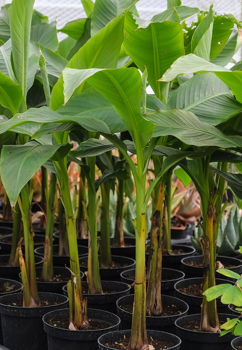 How To Grow Banana Trees In Pots...