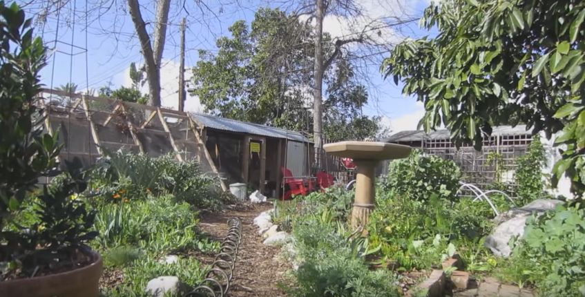 This Sustainable Couple Squeezed An Entire Farm Onto Their Small Los Angeles Lot...