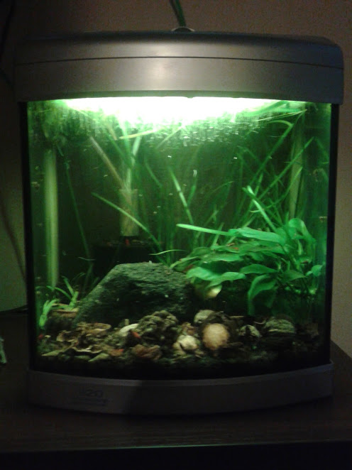 Semi-Aquatic Composting System – Plants Grow Like Crazy With No Fertilizer Required...