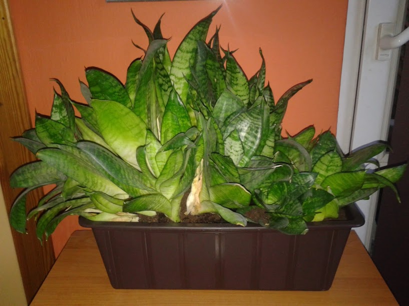 Semi-Aquatic Composting System – Plants Grow Like Crazy With No Fertilizer Required...