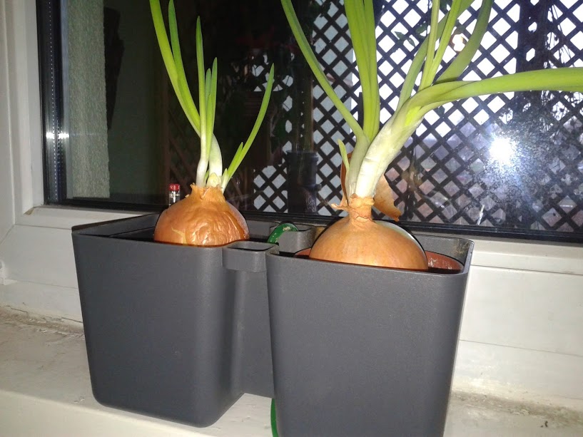 Semi-Aquatic Composting System – Plants Grow Like Crazy With No Fertilizer Required...