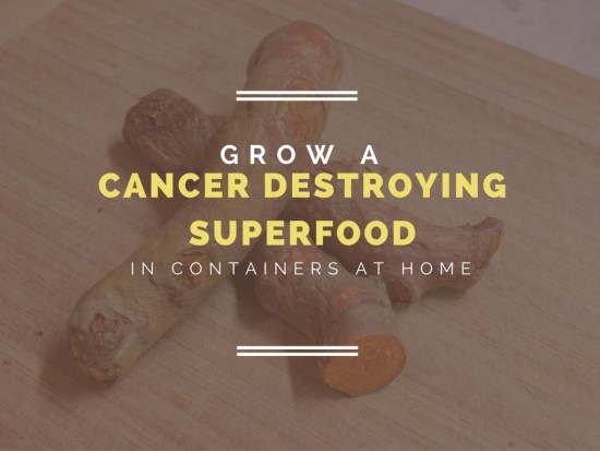 Grow A Cancer-Destroying Super Food At Home: Container Gardens Of Turmeric...