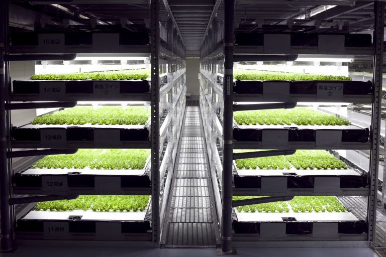 The First Ever Robot-Run Farm Will Harvest 30,000 Heads Of Lettuce Per Day...