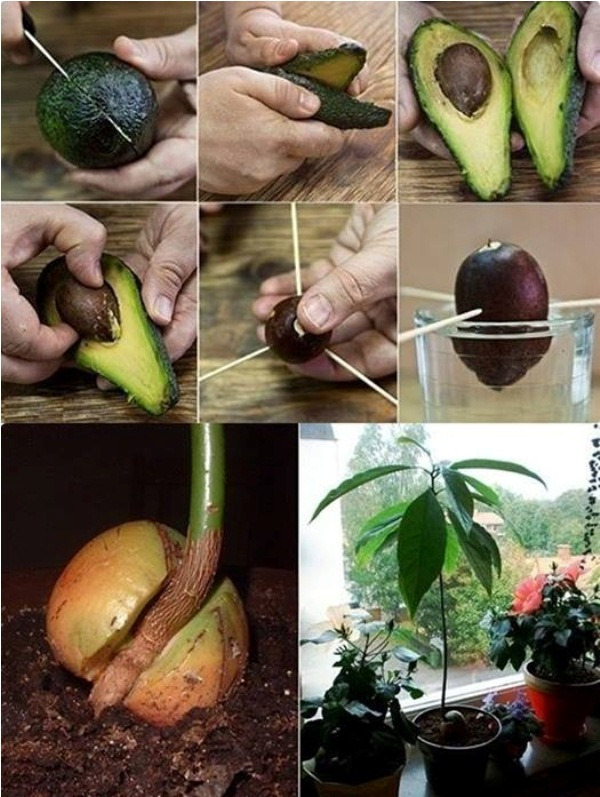 How To Grow An Avocado Tree...
