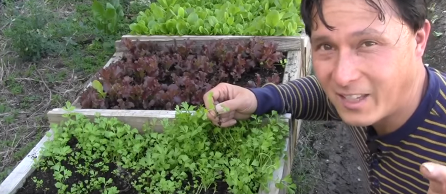 How To Grow A Vegetable Garden Without Fertilizer & Soil Amendments...