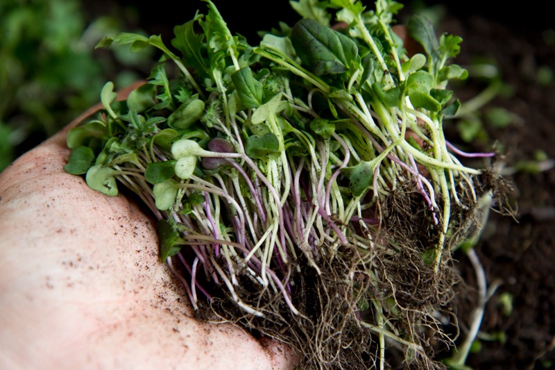 Growing Nutrient Dense Microgreens At Home In Just 7 Days...