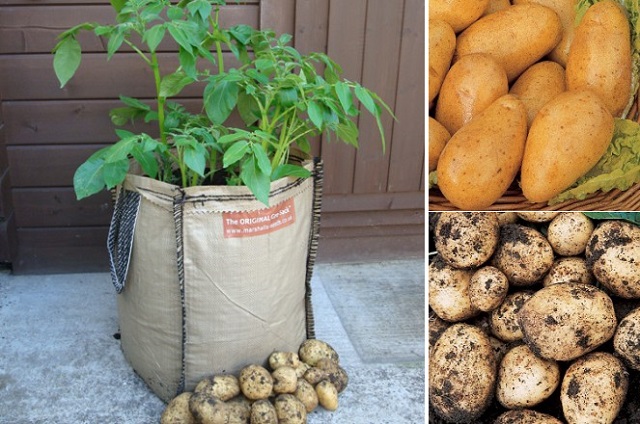 How To Grow Potatoes In Potato Planter Bags Or Sacks...