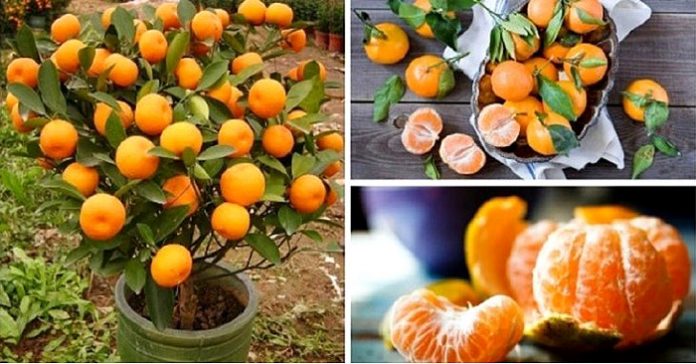 Stop Buying Tangerines. Plant Them In A Flowerpot And You Will Always Have Hundreds Of Them...