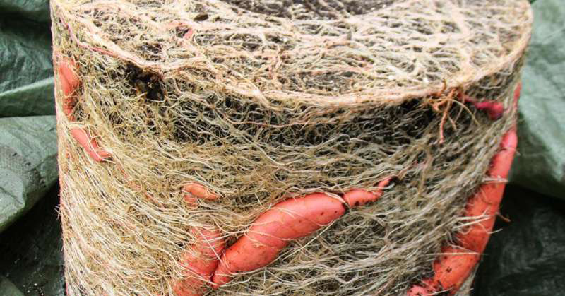 How To Grow 25 Pounds Of Sweet Potatoes In A Bucket...