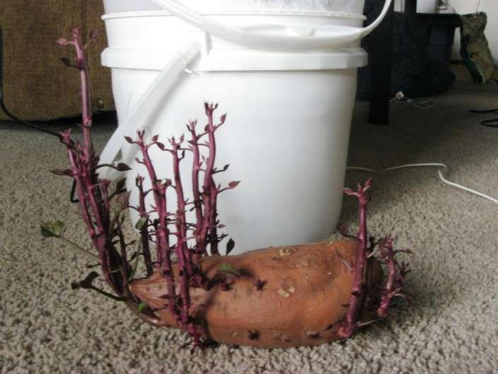 How To Grow 25 Pounds Of Sweet Potatoes In A Bucket...