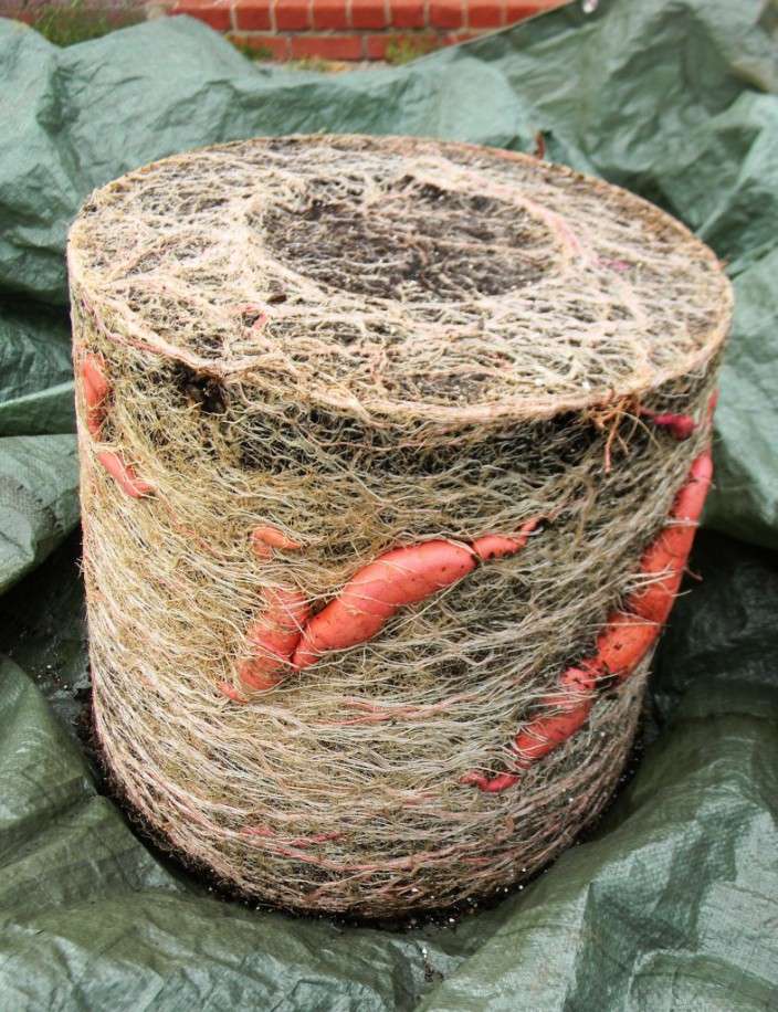 How To Grow 25 Pounds Of Sweet Potatoes In A Bucket...