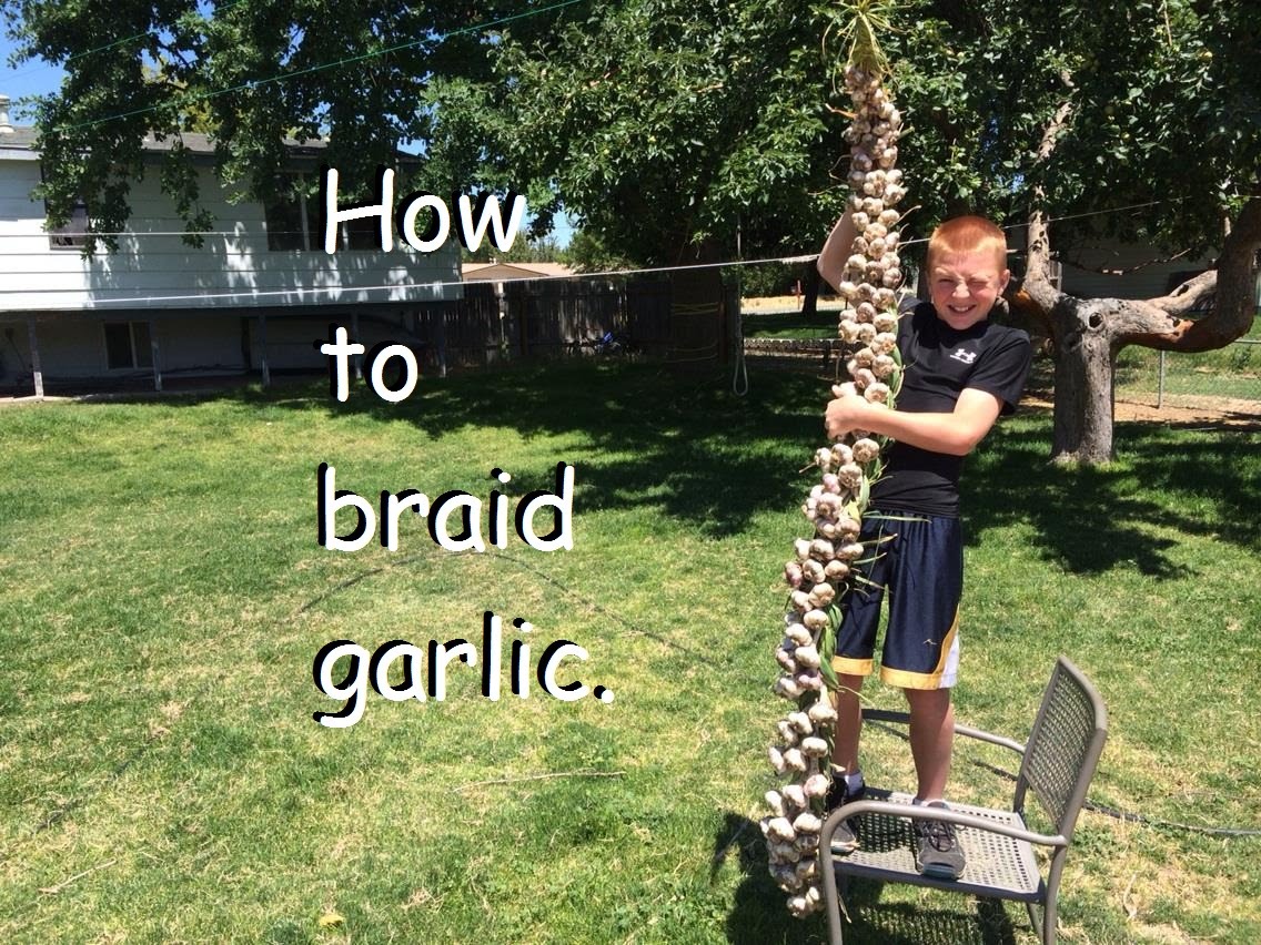 How To Braid Garlic In 4 Easy Steps...