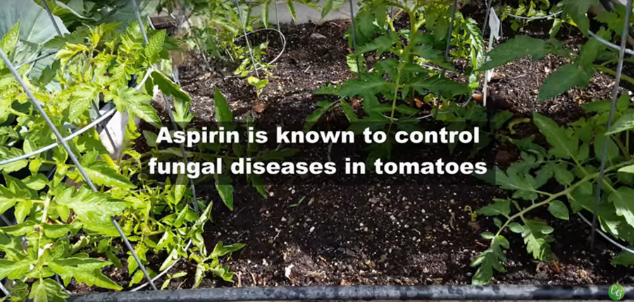 10 Gardening Tips & Ideas Every Gardener Should Know...
