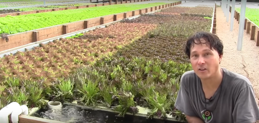 How A Sustainable Aquaponics Farm Grows 7000 Heads Of Lettuce A Week...