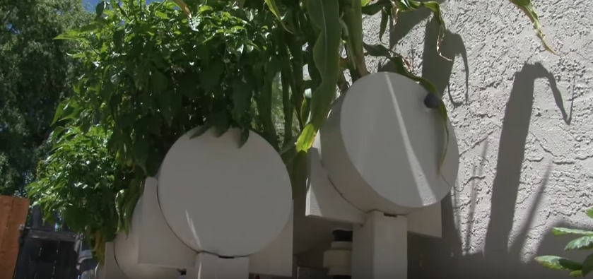 Backyard Aquaponics Mini Farm Connected To The Internet...