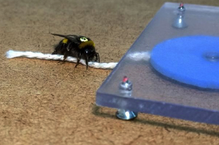 Bees Prove They Are Highly Intelligent To Amazed Scientists...