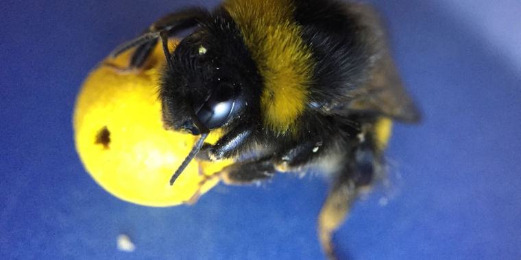 Bees Prove They Are Highly Intelligent To Amazed Scientists...