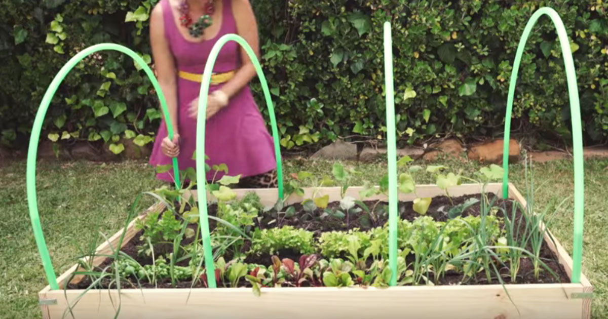 Making A Mini Greenhouse Out Of 4 Hula-Hoops...