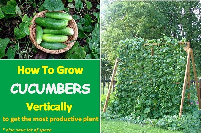 Growing Cucumbers Vertically To Get A Bigger Harvest...