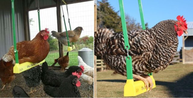 Reduce Boredom & Keep Your Chickens Happy With This Nifty Chicken Swing...