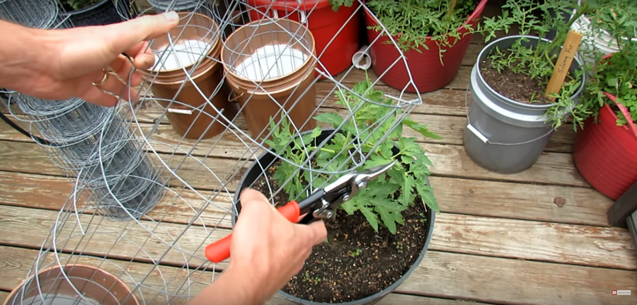 How To Build Inexpensive 4-6 Foot Tomato & Vine Crop Trellising Cages From Fencing...